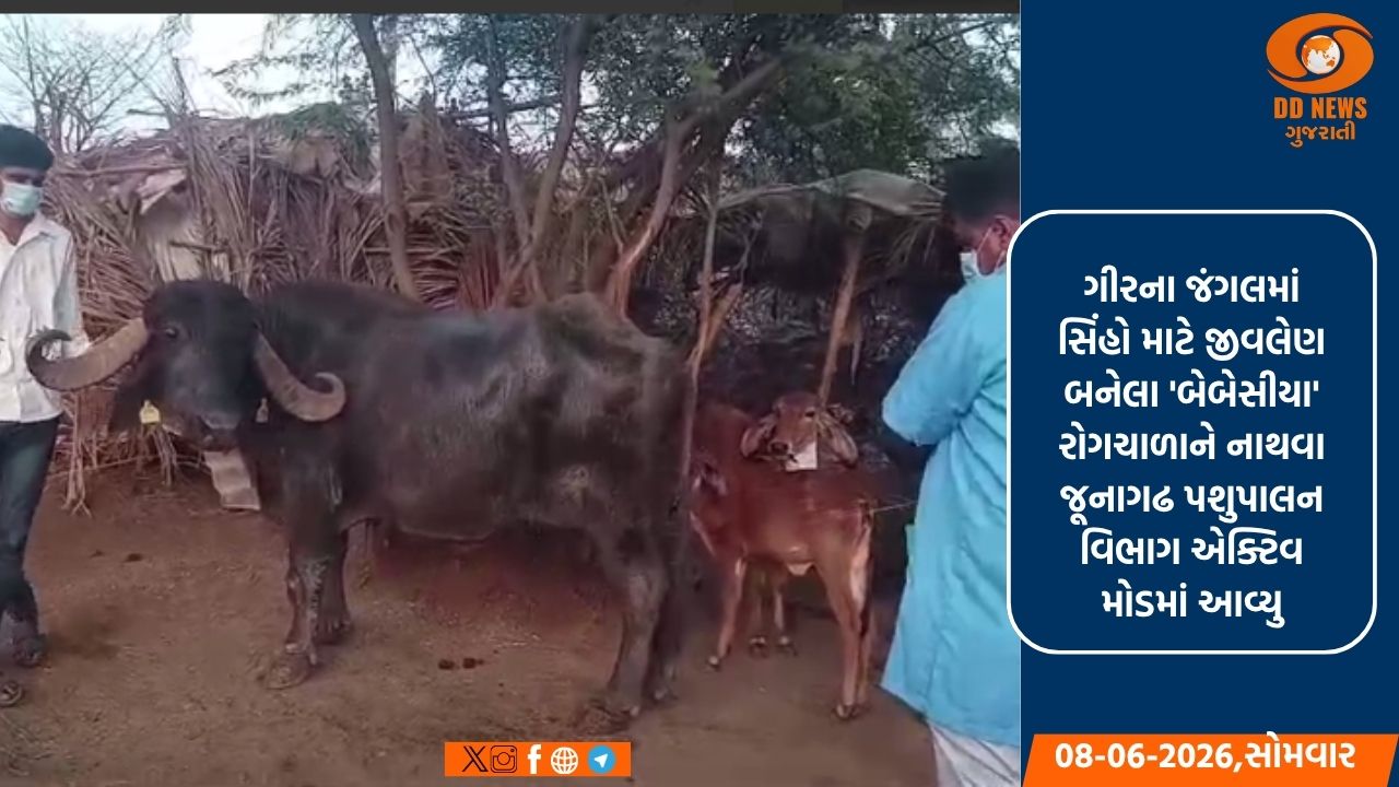 ગીરના સિંહોના જીવ બચાવવા કવાયત: પશુપાલન વિભાગ દ્વારા  13,000થી વધુ પશુઓ પર દવાનો છંટકાવ