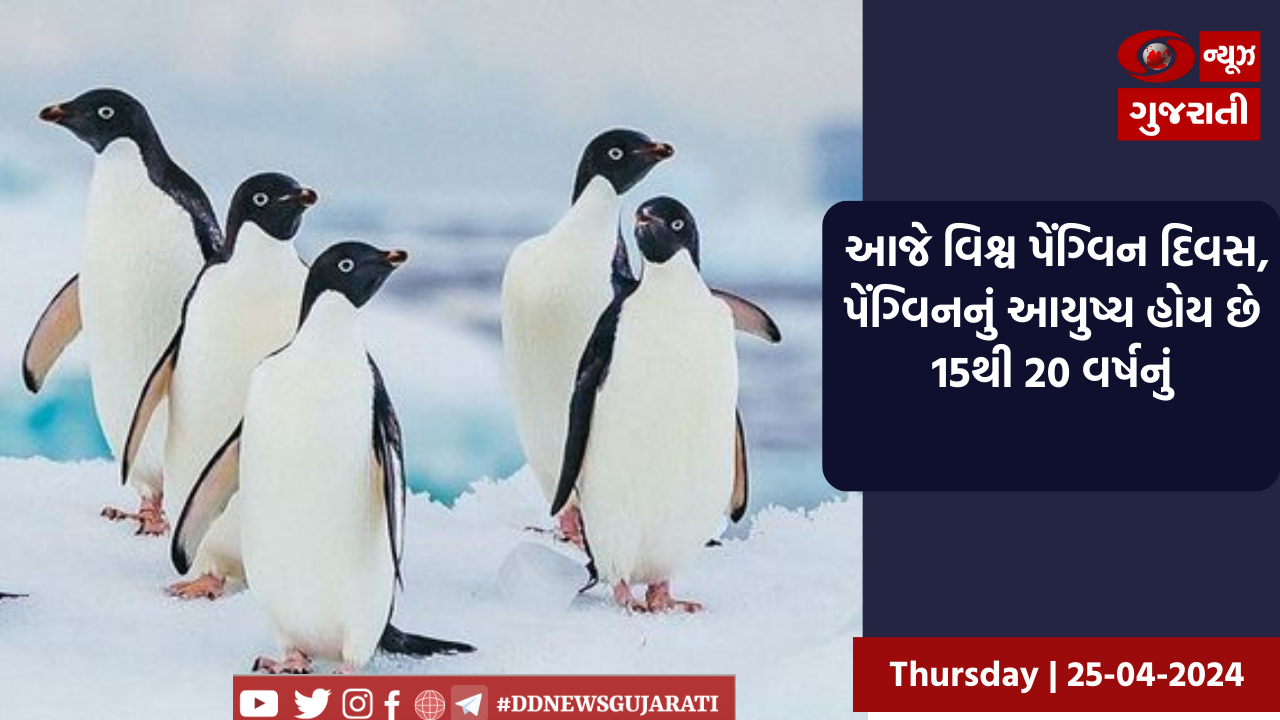 આજે વિશ્વ પેંગ્વિન દિવસ, પેંગ્વિનનું આયુષ્ય 15થી 20 વર્ષનું હોય છે