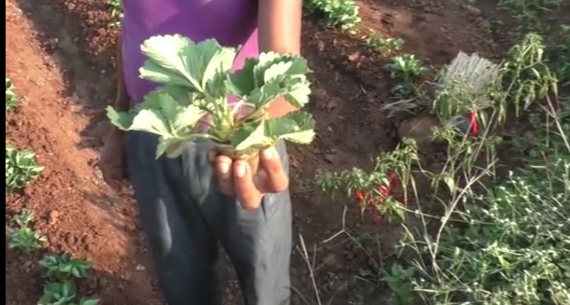ડાંગના ખેડૂતો કરી રહ્યા છે સ્ટ્રોબેરીના છોડનું વેચાણ