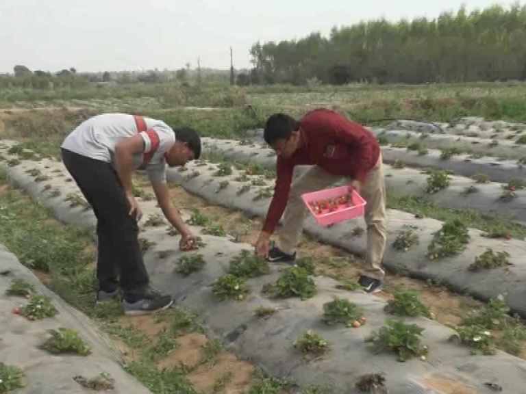 વિજાપુરના મિતેષભાઈ પટેલે 20 એકર જમીનમાં સ્ટ્રોબેરીની ખેતી શરૂ કરી 