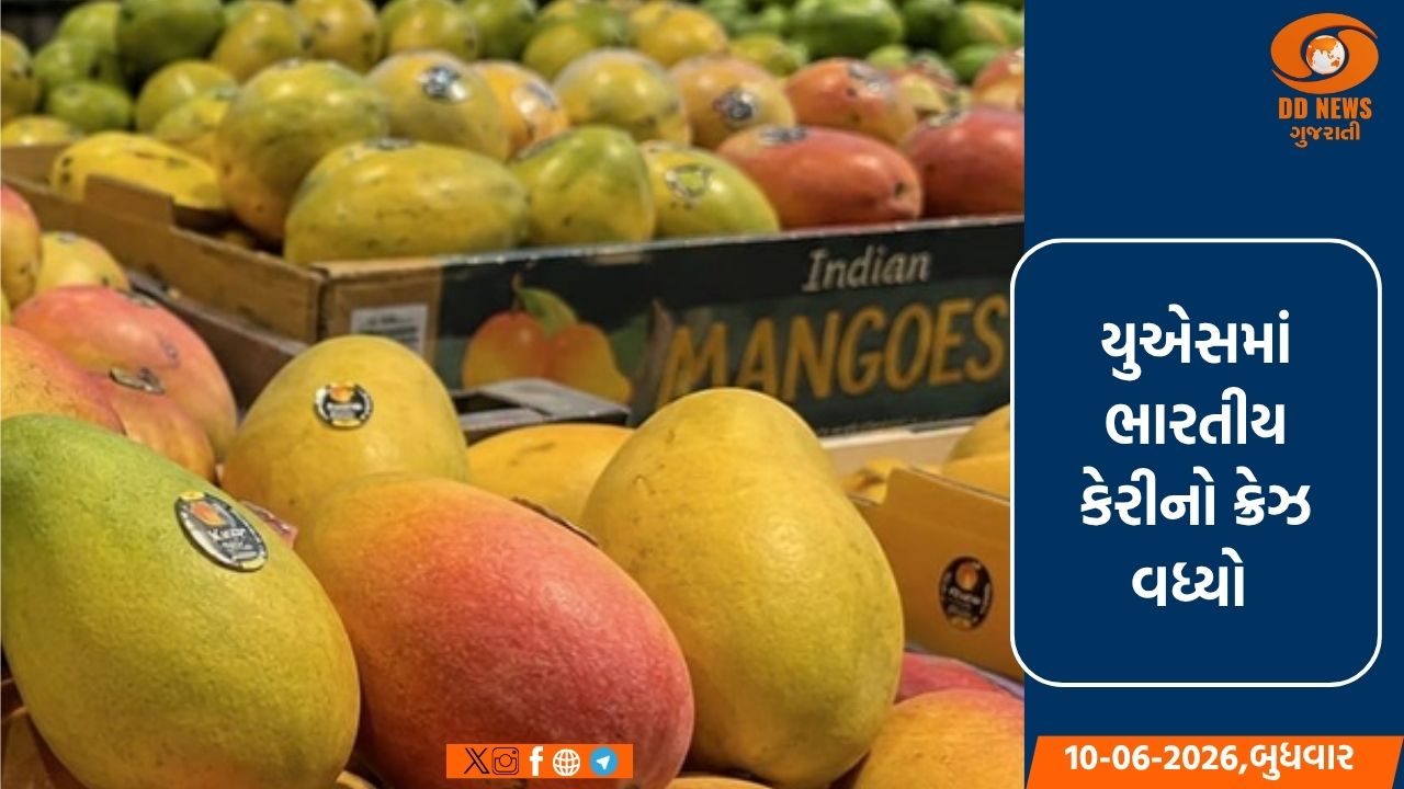 કેસર, આલ્ફોન્સો અને લંગડા કેરીની માંગમાં વધારો થયો છે; યુએસ માર્કેટમાં ભારતીય કેરીનો વધી રહ્યો છે ક્રેઝ 