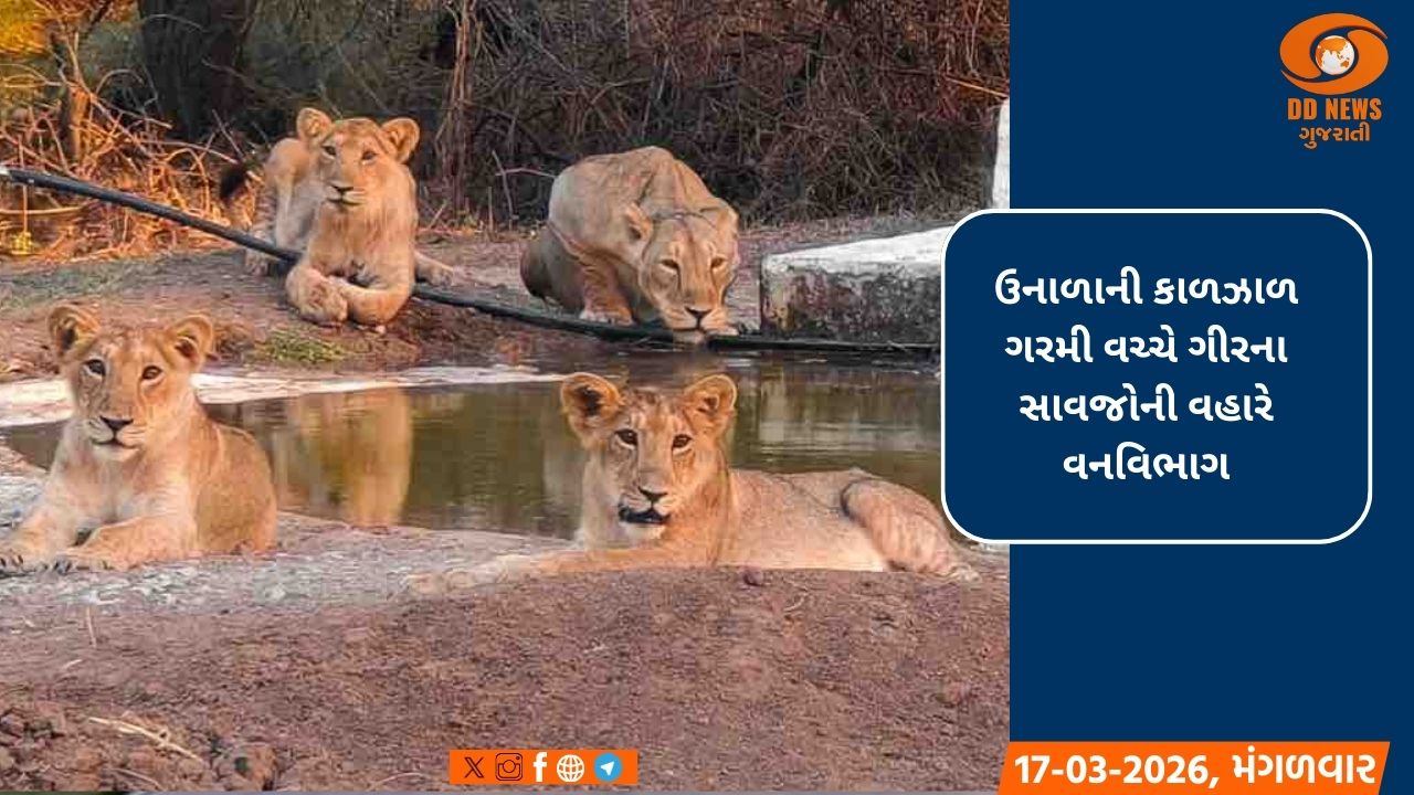 ઉનાળાની કાળઝાળ ગરમી વચ્ચે ગીરના સાવજોની વહારે વનવિભાગ: 250 જેટલા પાણીના પોઈન્ટ ઊભા કરાયા