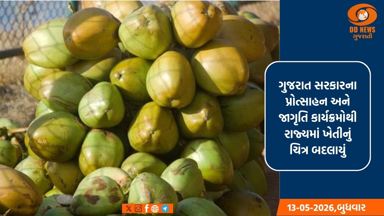 ગુજરાતમાં ટેન્ડર કોકોનટનું ઉત્પાદન છેલ્લા બે વર્ષમાં 20% વધ્યું, રાજ્યમાં વાર્ષિક 26 કરોડ નાળિયેરનું થાય છે ઉત્પાદન 