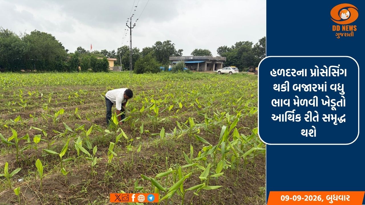દસક્રોઈમાં આદું-હળદરના વાવેતરને વેગ