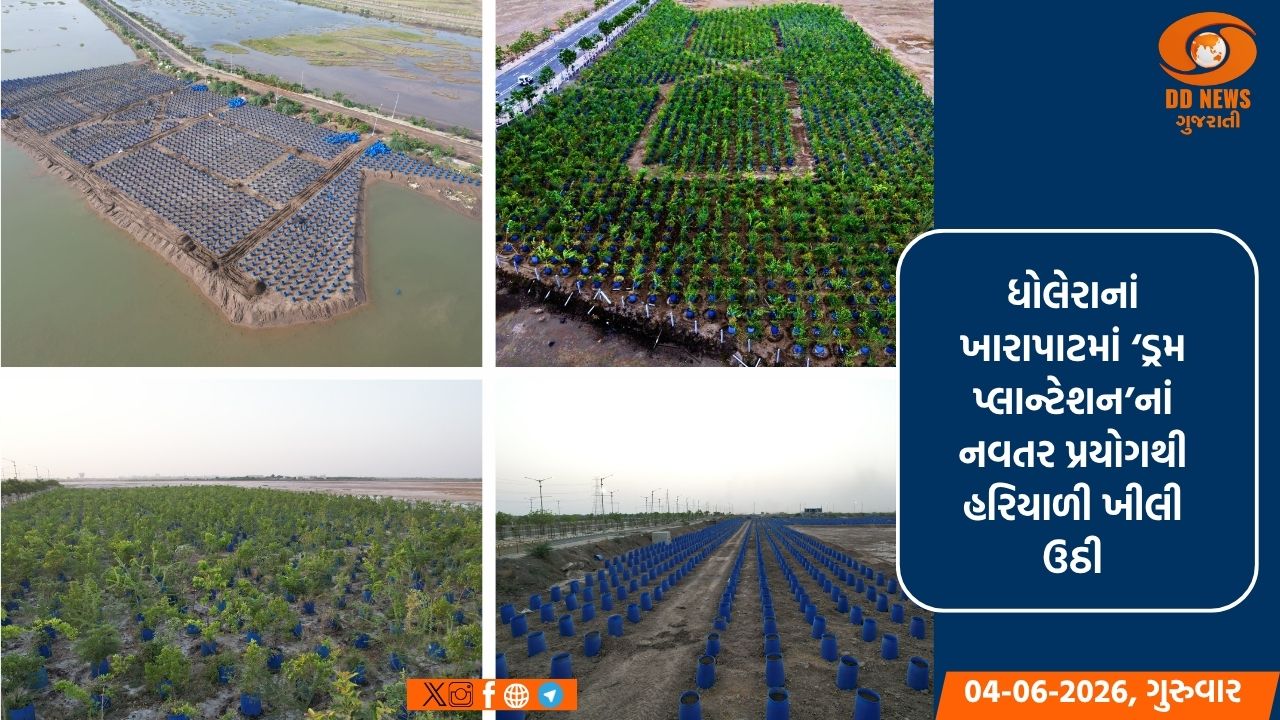 ધોલેરાના ખારાપાટમાં વન વિભાગનો નવતર પ્રયોગ: ‘ડ્રમ પ્લાન્ટેશન’થી ખીલી ઉઠ્યું હરિયાળું વન