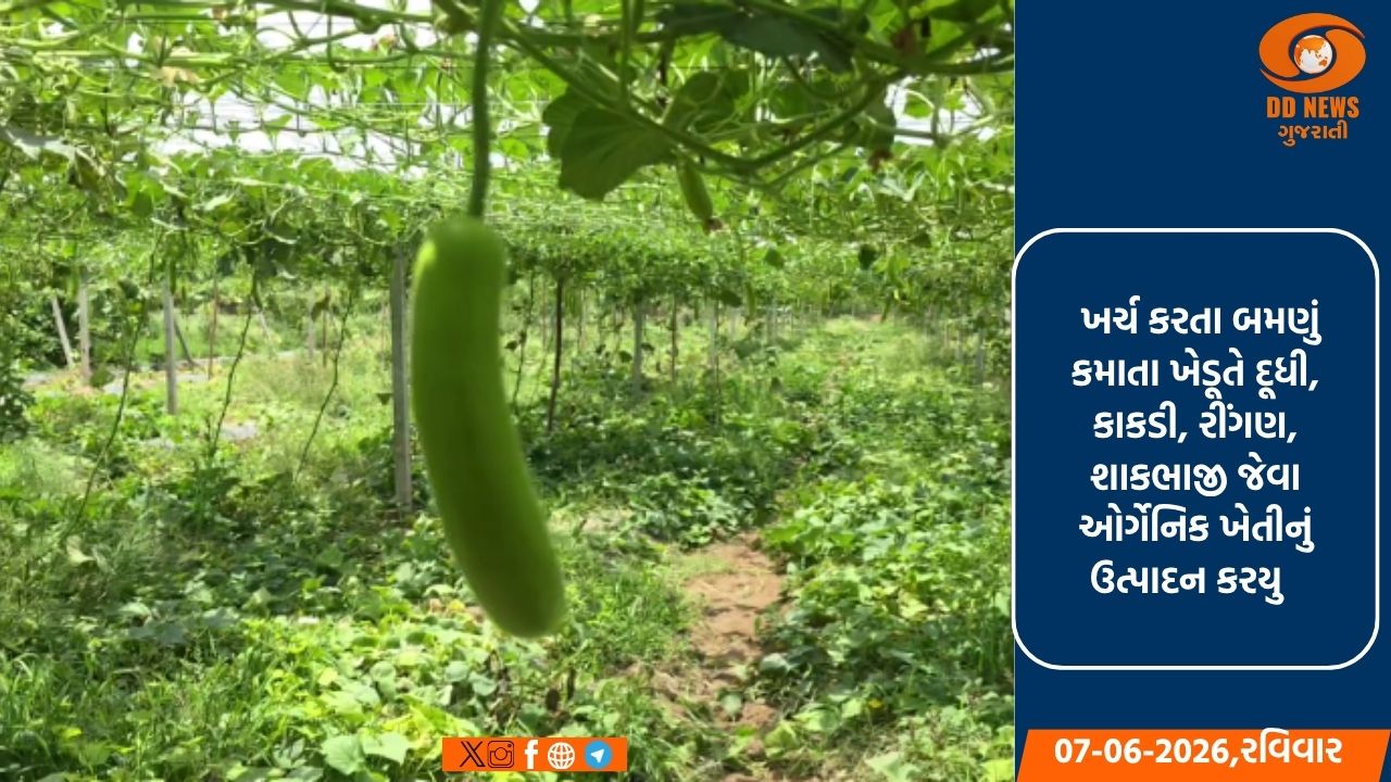 ચકલાસીમાં ગાય આધારિત ખેતી કરતા ખેડૂતે પ્રાકૃતિક ખેતી થકી 12 લાખની આવક કરી ઉભી 
