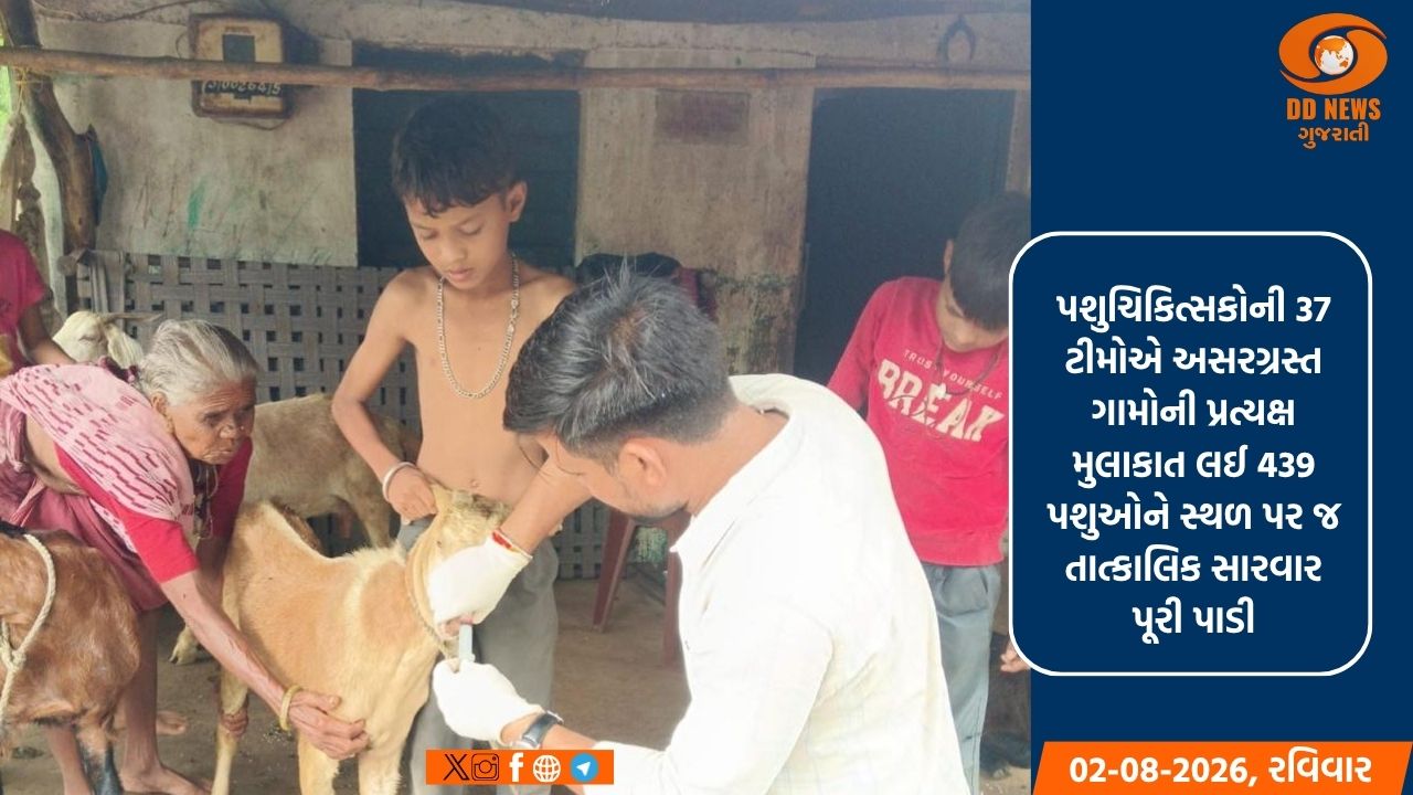 વડોદરા: પશુપાલન વિભાગની 37 ટીમો દ્વારા પૂર અસરગ્રસ્ત ગામોમાં પશુઓને તાત્કાલિક સારવાર