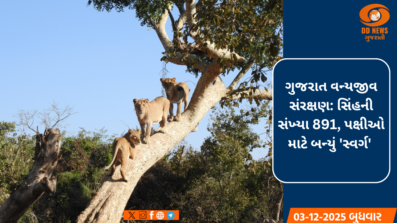 ગુજરાતની ગર્જના: સિંહની સંખ્યા 891; યાયાવર પક્ષીઓની સંખ્યામાં રેકોર્ડ વધારો