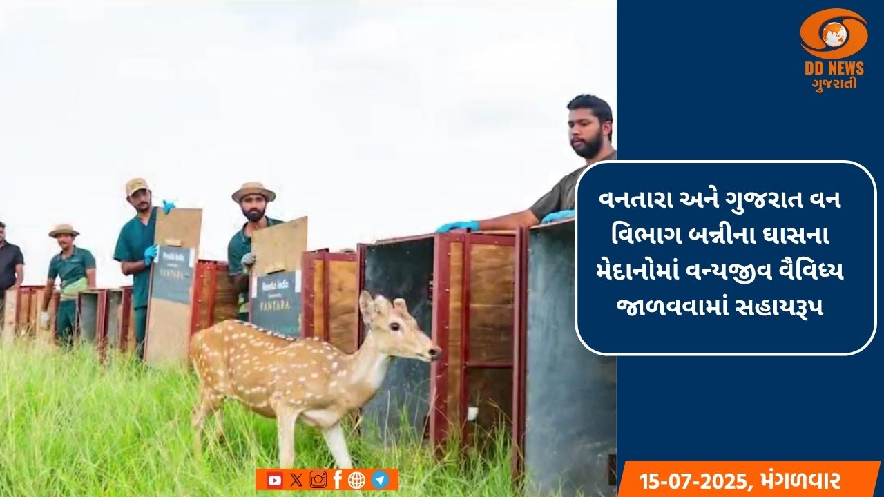 વનતારા અને ગુજરાત વન વિભાગ બન્નીના ઘાસના મેદાનોમાં વન્યજીવ વૈવિધ્ય જાળવવામાં સહાયરૂપ