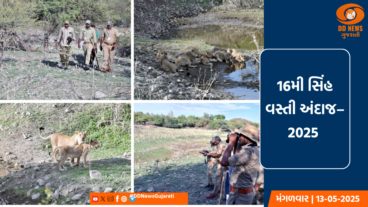  16મી સિંહ વસ્તી અંદાજ–2025: ગુજરાતના 11 જિલ્લામાં સિંહ વસ્તી અંદાજની કામગીરી, ફોરેસ્ટ અધિકારી -સ્વંય સેવકો જોડાયા