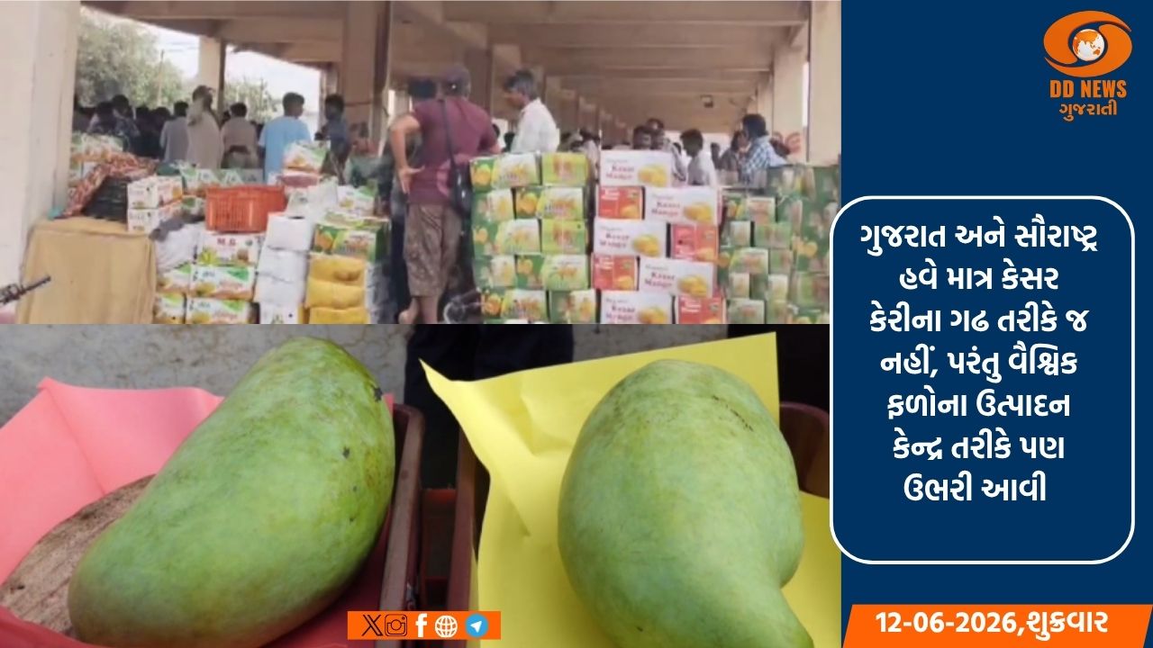  સૌરાષ્ટ્રમાં કમાલ: ચોરવાડના પ્રગતિશીલ ખેડૂતે ઉગાડી વિશ્વની સૌથી મોંઘી 'મિયાઝાકી' અને 'નૂરજહાં' કેરી