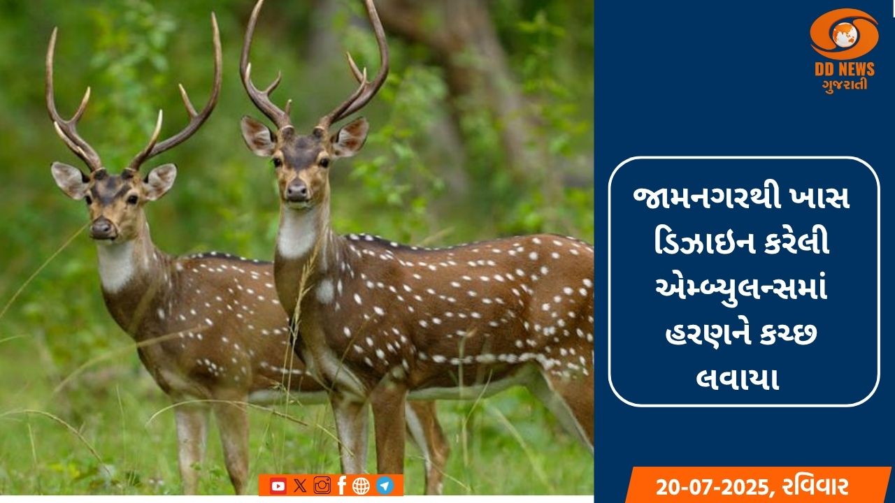 કચ્છના બન્નીના ઘાસના મેદાનોમાં 20 ચિતલ વસાવાયા