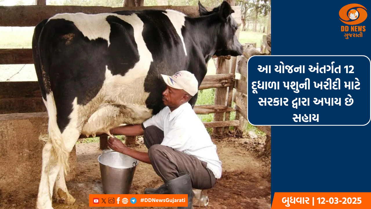 “12 દૂધાળા પશુના ડેરી ફાર્મ સ્થાપનાની સહાય યોજના”નો  સોમનાથના 39 પશુપાલકોએ લીધો લાભ, 42.19 લાખની ચૂકવાઈ સહાય