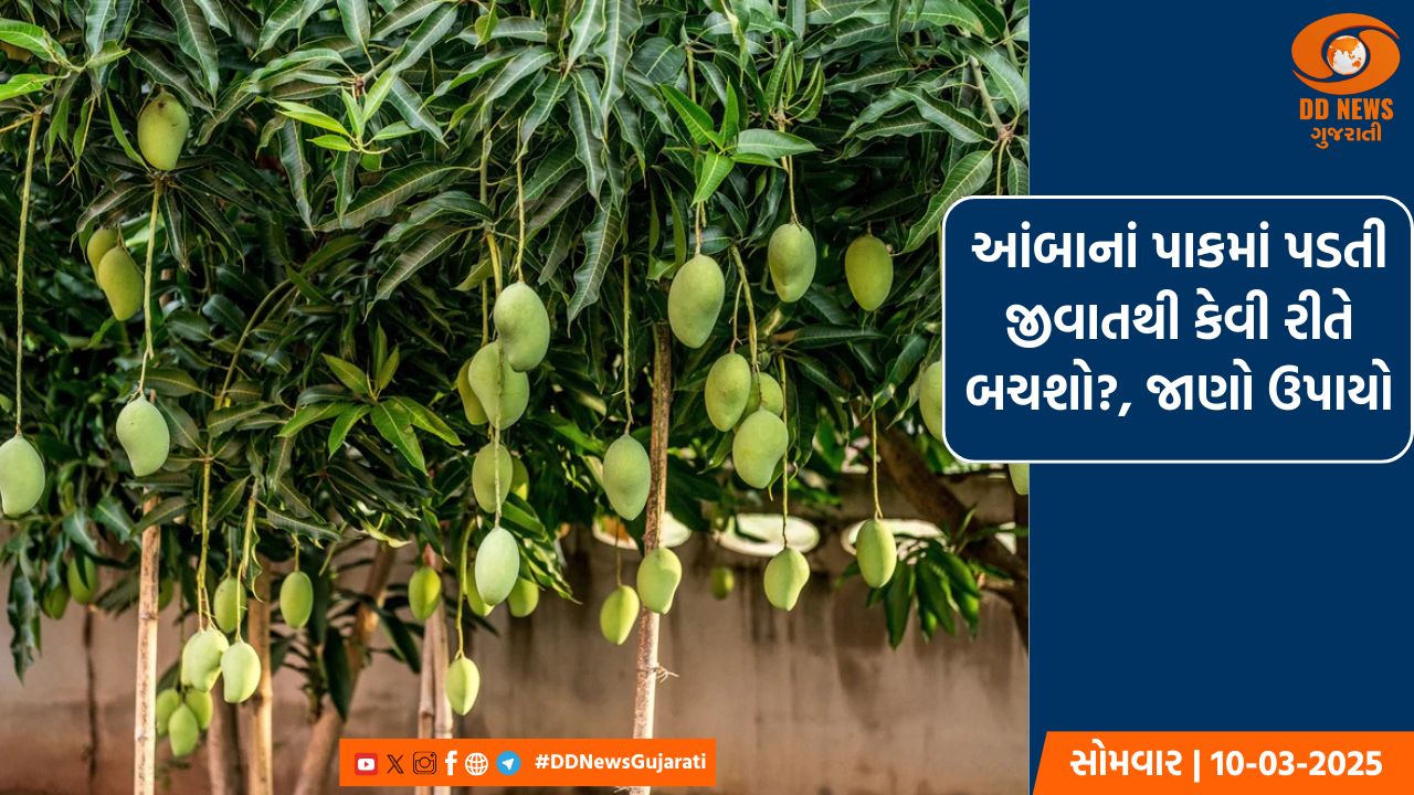 આજે પૂજ્ય જલારામ બાપાની બસો ઓગણીસમી જન્મ જયંતિ
