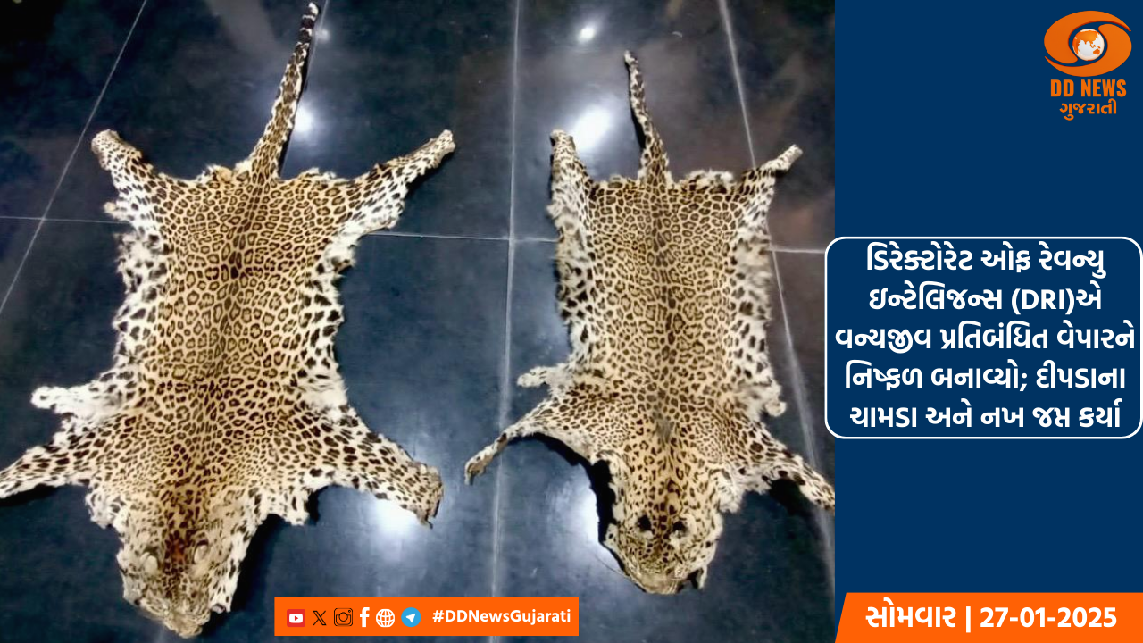 ડિરેક્ટોરેટ ઓફ રેવન્યુ ઇન્ટેલિજન્સ (DRI)એ વન્યજીવ પ્રતિબંધિત વેપારને નિષ્ફળ બનાવ્યો; દીપડાના ચામડા અને નખ જપ્ત કર્યા