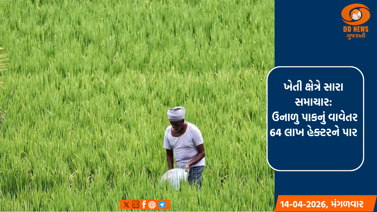 ખેતી ક્ષેત્રે સારા સમાચાર: ઉનાળુ પાકનું વાવેતર 64 લાખ હેક્ટરને પાર