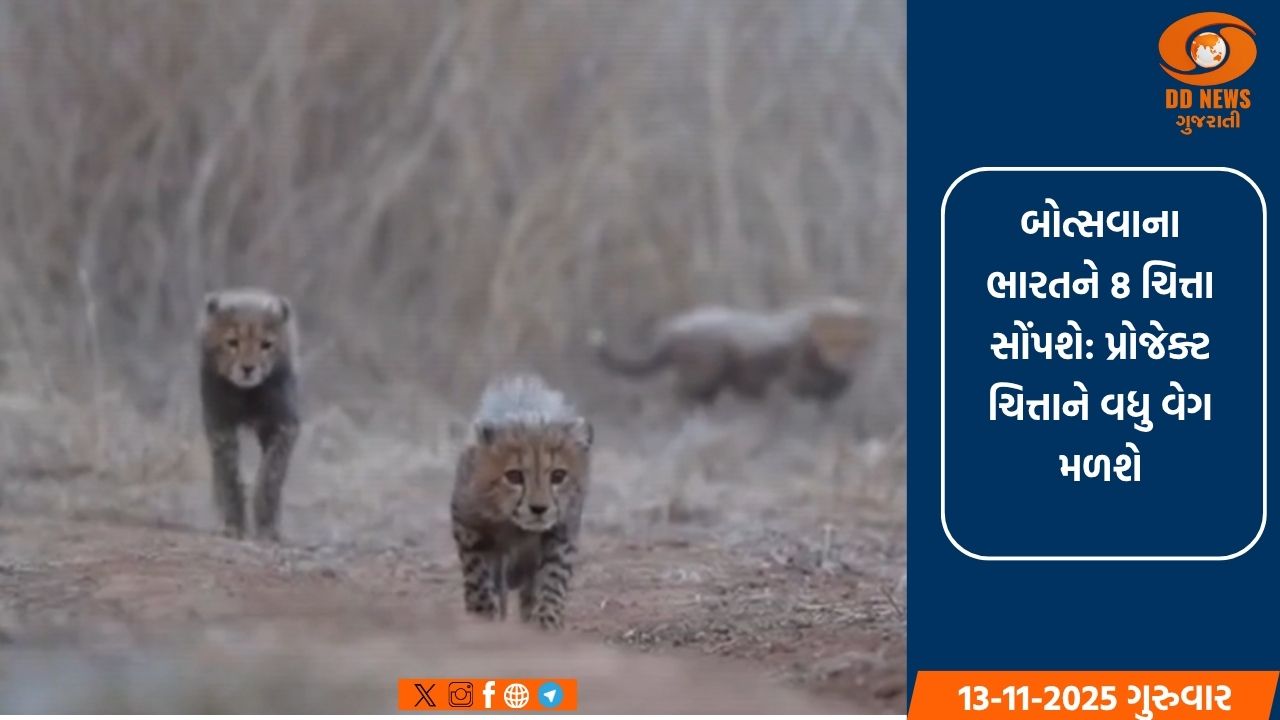 બોત્સવાના ભારતને 8 ચિત્તા સોંપશે: પ્રોજેક્ટ ચિત્તાને વધુ વેગ મળશે