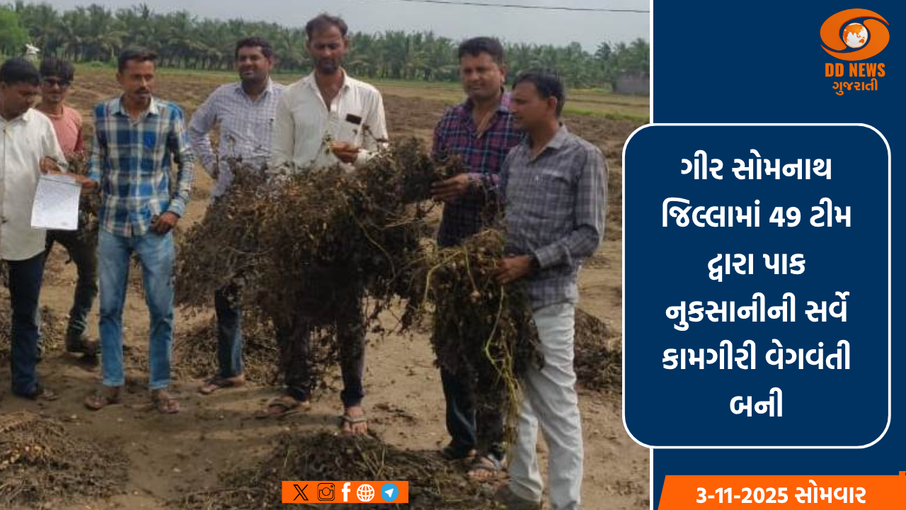 ગીર સોમનાથ જિલ્લામાં 49 ટીમ દ્વારા પાક નુકસાનીની સર્વે કામગીરી વેગવંતી બની