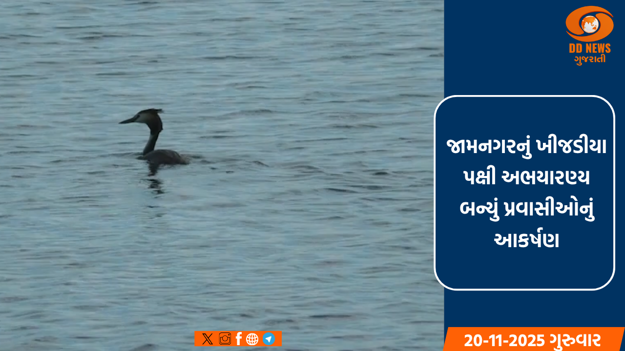 જામનગરનું ખીજડીયા પક્ષી અભયારણ્ય બન્યું પ્રવાસીઓનું આકર્ષણ