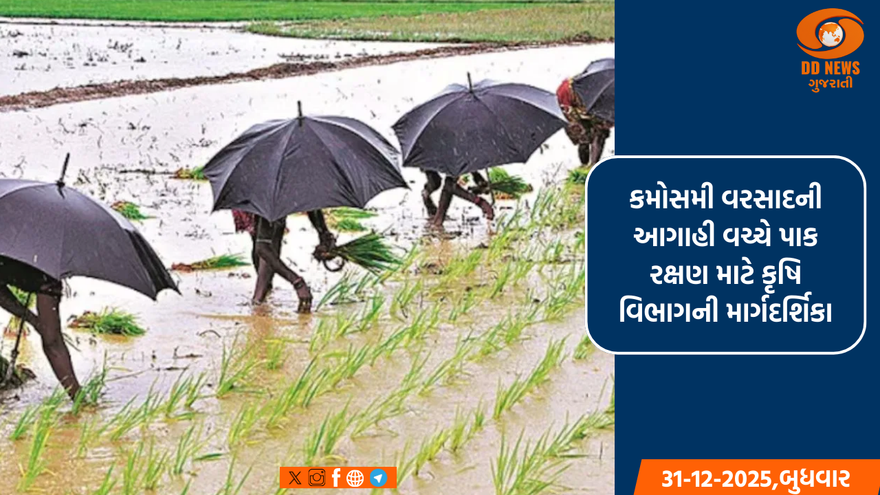 કમોસમી વરસાદની આગાહી વચ્ચે પાક રક્ષણ માટે કૃષિ વિભાગની માર્ગદર્શિકા