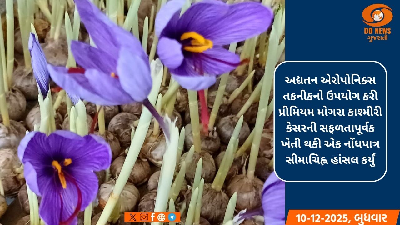 વડોદરાનું દંપતી પ્રીમિયમ મોગરા કાશ્મીરી કેસરની એરોપોનિક ખેતીમાં માસ્ટર