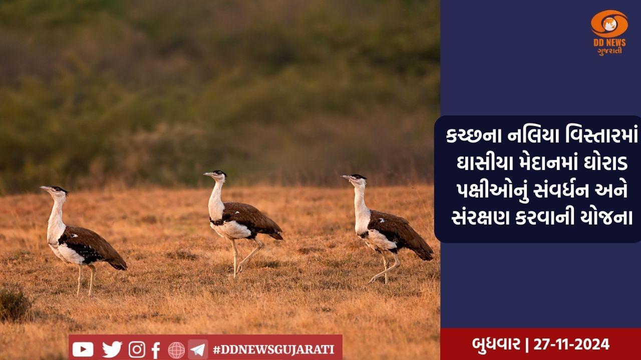 કચ્છના નલિયા વિસ્તારમાં ઘાસીયા મેદાનમાં ઘોરાડ પક્ષીઓનું સંવર્ધન અને સંરક્ષણ કરવાની યોજના