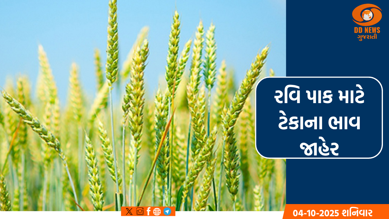 રવિ પાકોના વાવેતર પહેલાં ટેકાના ભાવ જાહેર, ગત વર્ષ કરતાં ભાવમાં 10 ટકાનો વધારો