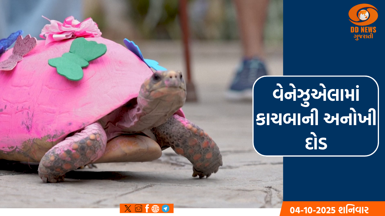 વેનેઝુએલામાં 80 શણગારેલા કાચબાઓની દોડ, 20 વર્ષનો રોબર્ટો વિજેતા બન્યો