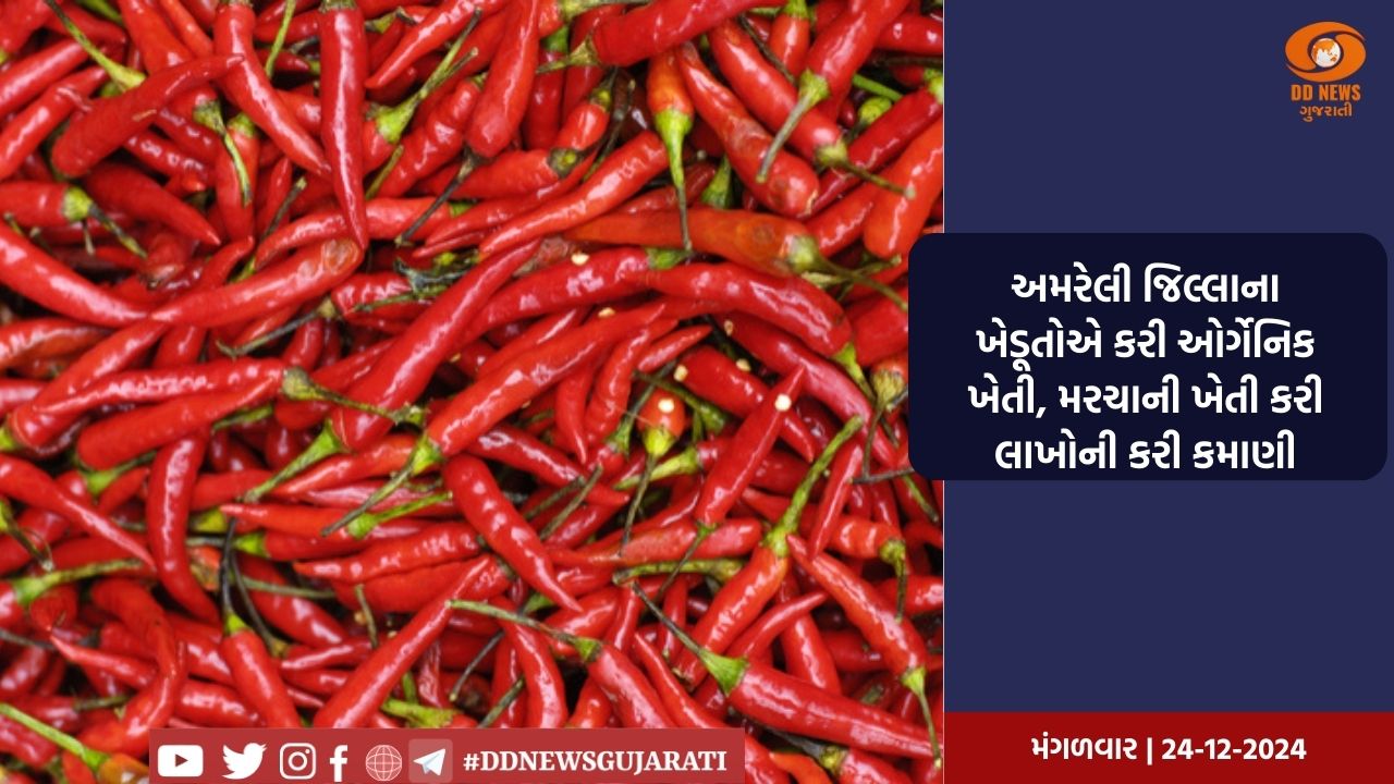 અમરેલી જિલ્લાના ખેડૂતોએ કરી ઓર્ગેનિક ખેતી, મરચાની ખેતી કરી લાખોની કરી કમાણી