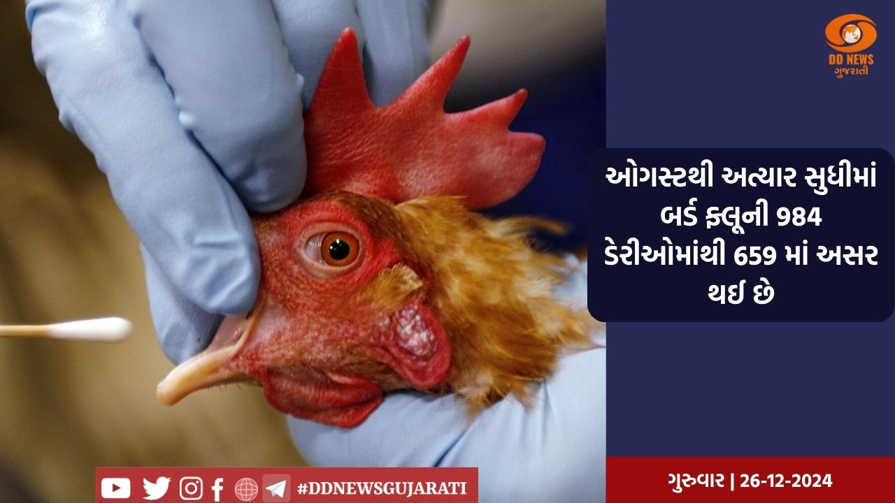 અમેરિકાના કેલિફોર્નિયામાં બર્ડ ફ્લૂનો પ્રકોપ, રાજ્યમાં દૂધ ઉત્પાદનમાં ભારે ઘટાડો