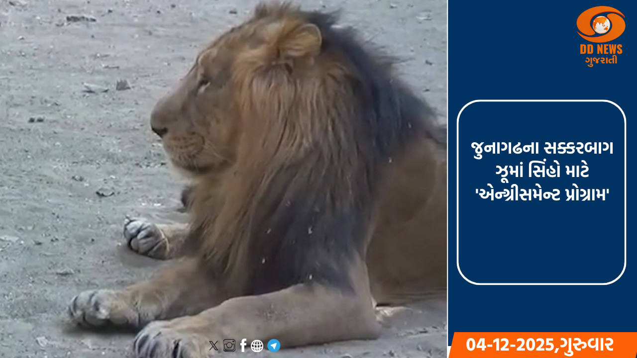 જુનાગઢના સક્કરબાગ ઝૂમાં સિંહો માટે 'એન્ગ્રીસમેન્ટ પ્રોગ્રામ'