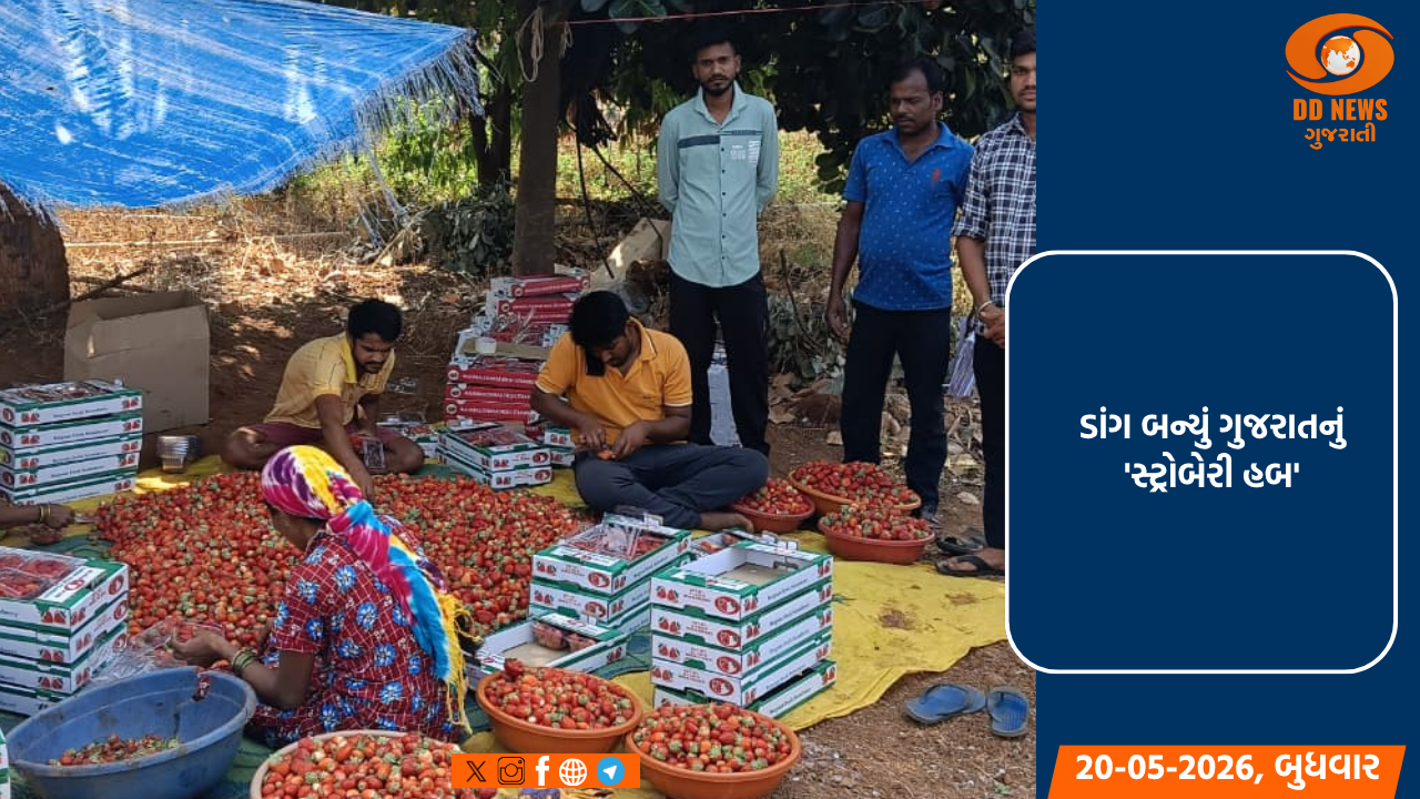 ડાંગ બન્યું ગુજરાતનું 'સ્ટ્રોબેરી હબ': પ્રાકૃતિક ખેતી અને સરકારી સહાયથી ખેડૂતોની આવકમાં મોટો ઉછાળો