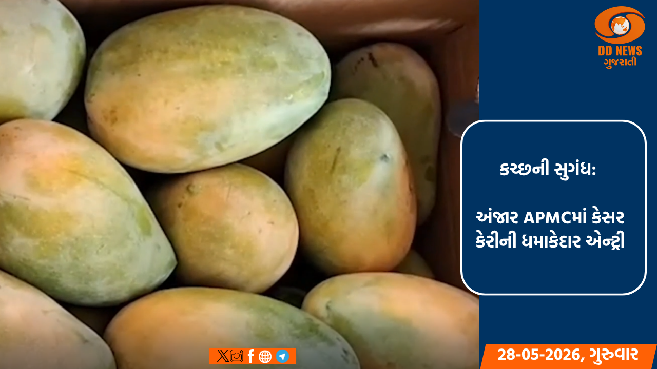 કચ્છની સુગંધ: અંજાર APMCમાં કેસર કેરીની ધમાકેદાર એન્ટ્રી, રોજના 30 થી 40 હજાર બોક્સની આવક