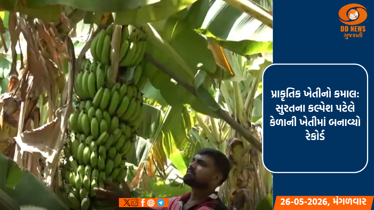 પ્રાકૃતિક ખેતીનો કમાલ: સુરતના કલ્પેશ પટેલે કેળાની ખેતીમાં બનાવ્યો રેકોર્ડ