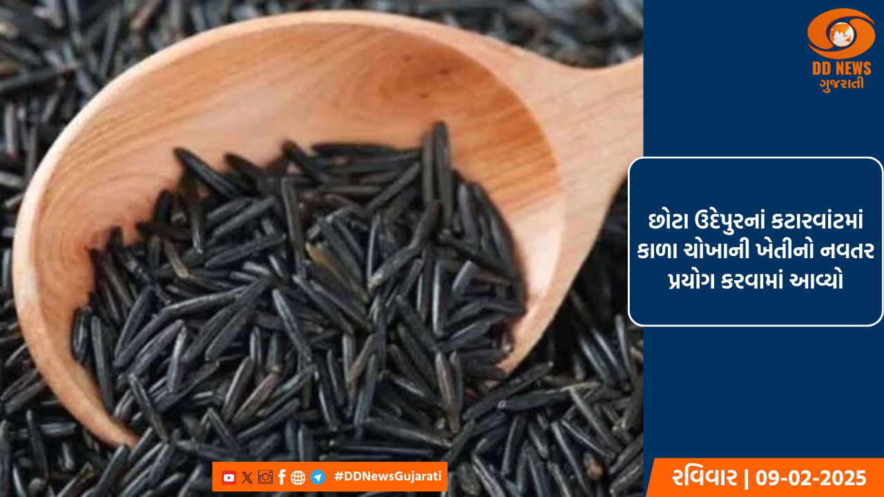 છોટા ઉદેપુરનાં કટારવાંટમાં કાળા ચોખાની ખેતીનો નવતર પ્રયોગ કરવામાં આવ્યો