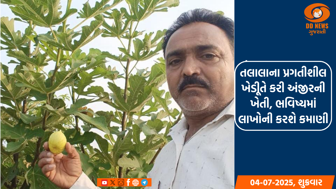તલાલાના પ્રગતીશીલ ખેડીૂતે કરી અંજીરની ખેતી, ભવિષ્યમાં લાખોની કરશે કમાણી