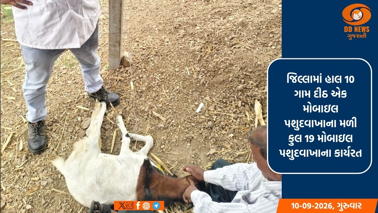 નર્મદા જિલ્લામાં 1962 કરુણા એનિમલ એમ્બ્યુલન્સ સેવા બની અબોલ પશુઓ માટે સારવારનો સહારો