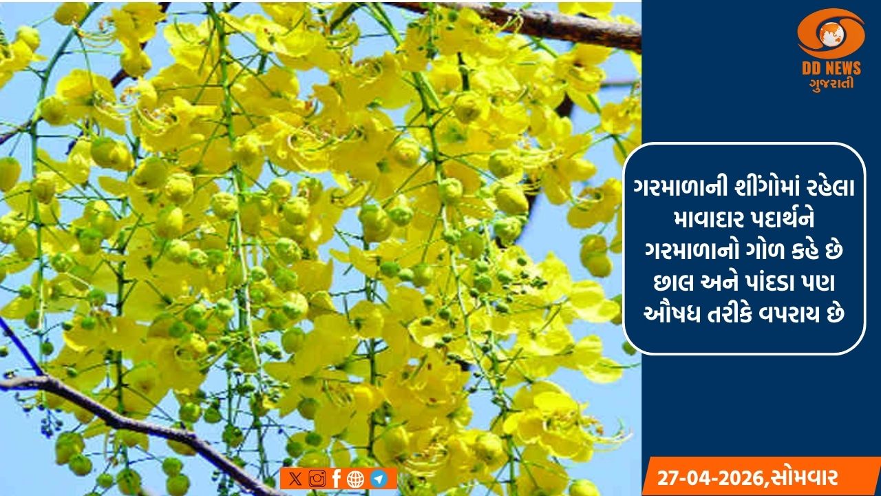 મહિસાગર જિલ્લામાં પીળા ફૂલોથી લચી પડેલા ઔષધીય ગુણો ધરાવતા ગરમાળાના વૃક્ષો બન્યા સુંદરતાનું પ્રતીક 