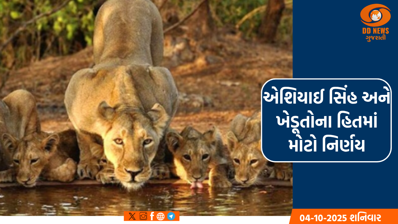 રાજુલા અને ખાંભા વન વિભાગ દ્વારા પાઠડા સિંહનું રેસ્ક્યૂ કરાયું