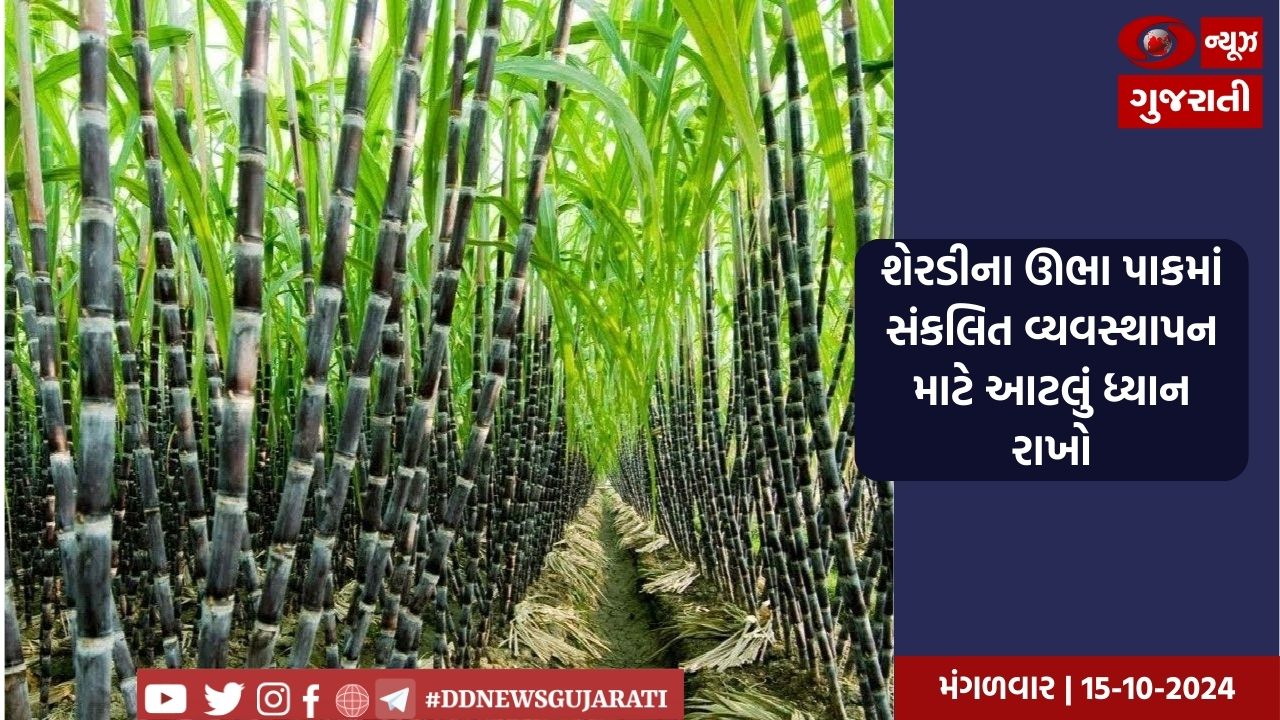 શેરડીના ઊભા પાકમાં સંકલિત વ્યવસ્થાપન માટે આટલું ધ્યાન રાખો