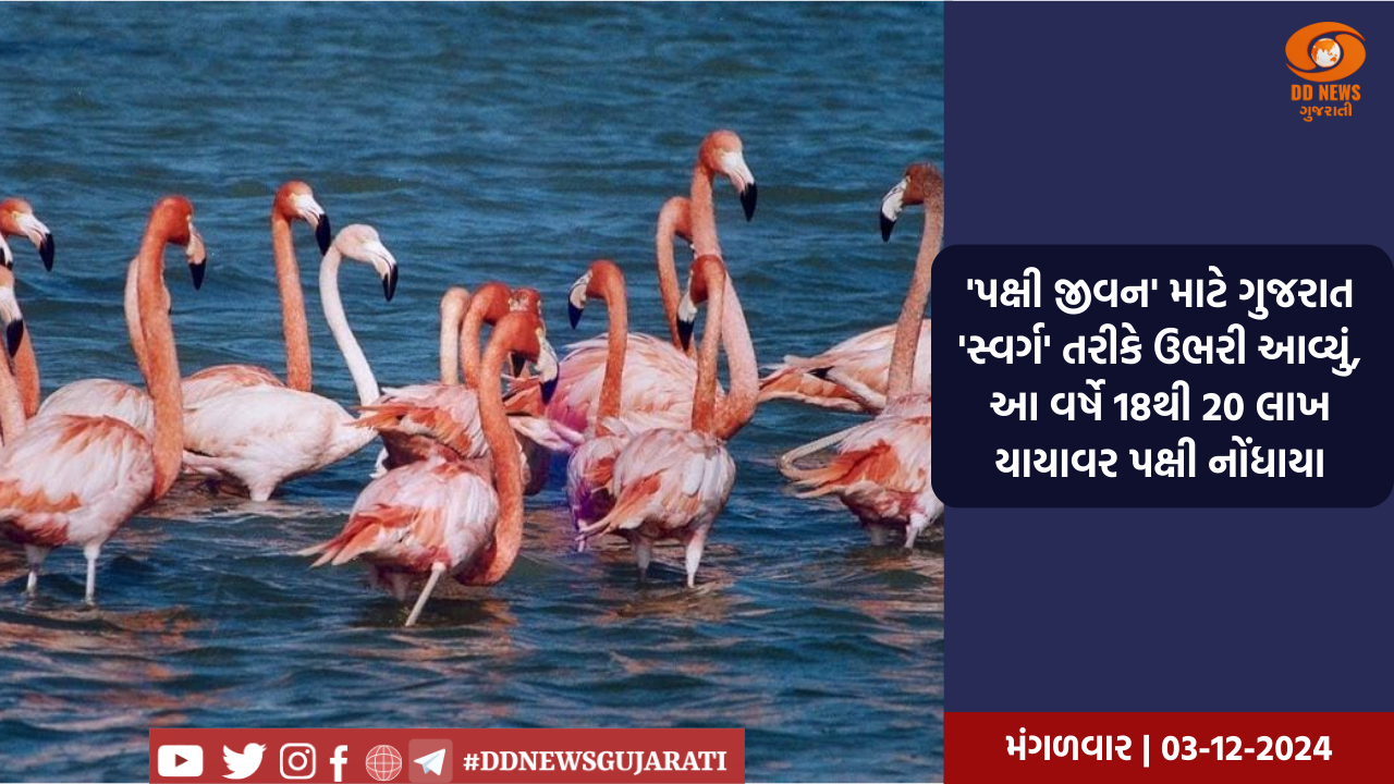 ચાલુ વર્ષે ગુજરાતમાં અંદાજે 18થી 20 લાખ યાયાવર પક્ષીઓ નોંધાયા